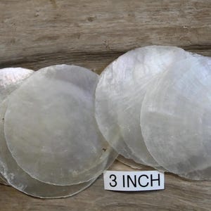 May include: A collection of iridescent, round, mother-of-pearl shells, each approximately 3 inches in diameter. The shells have a pearlescent sheen and are arranged on a wooden surface.