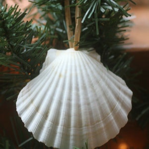 May include: A white seashell ornament hanging from a green artificial Christmas tree. The seashell has a natural, slightly rough texture.