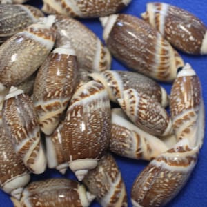 May include: A collection of brown and white seashells with spiral patterns and pointed tips. The shells have a glossy finish and are scattered on a blue surface. The shells vary in size and shape, creating a natural, organic aesthetic.