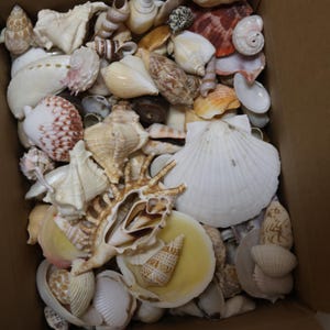 May include: A box filled with a variety of seashells in different shapes, sizes, and colors. The shells are a mix of white, brown, pink, and orange.
