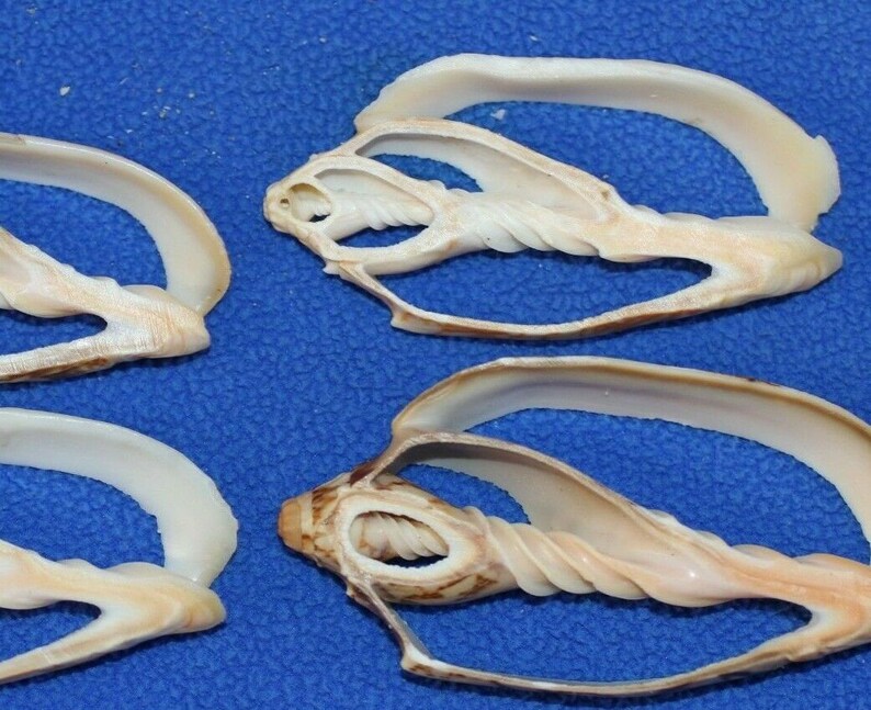 BAT Volutes,center Cut, Sliced/cut Seashells,seashell Art,shell Craft ...