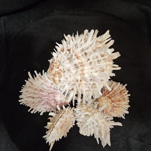May include: A collection of spiky seashells with a cream and brown color palette. The shells have a textured surface and are arranged on a dark background. The shells are a natural, decorative item.