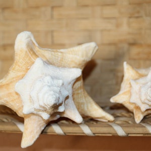 May include: Two conch shells with a cream and tan color, resting on a woven basket. The shells have a spiral design and are of different sizes. The basket has a natural, light brown color.