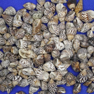 May include: A collection of small, brown and white seashells with intricate patterns. The shells are arranged on a blue background.