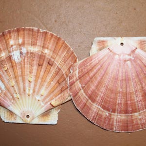 May include: Two natural scallop shells with a fan-like pattern in shades of tan, brown, and pink. Each shell has a small hole near the hinge. The shells are displayed on a brown surface.