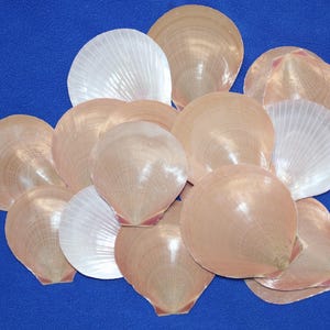 May include: A collection of scallop shells in various shades of peach and white, arranged on a blue surface. The shells have a fan-like shape with textured ridges, and some have a pearlescent sheen. The image showcases the natural beauty of the shells.