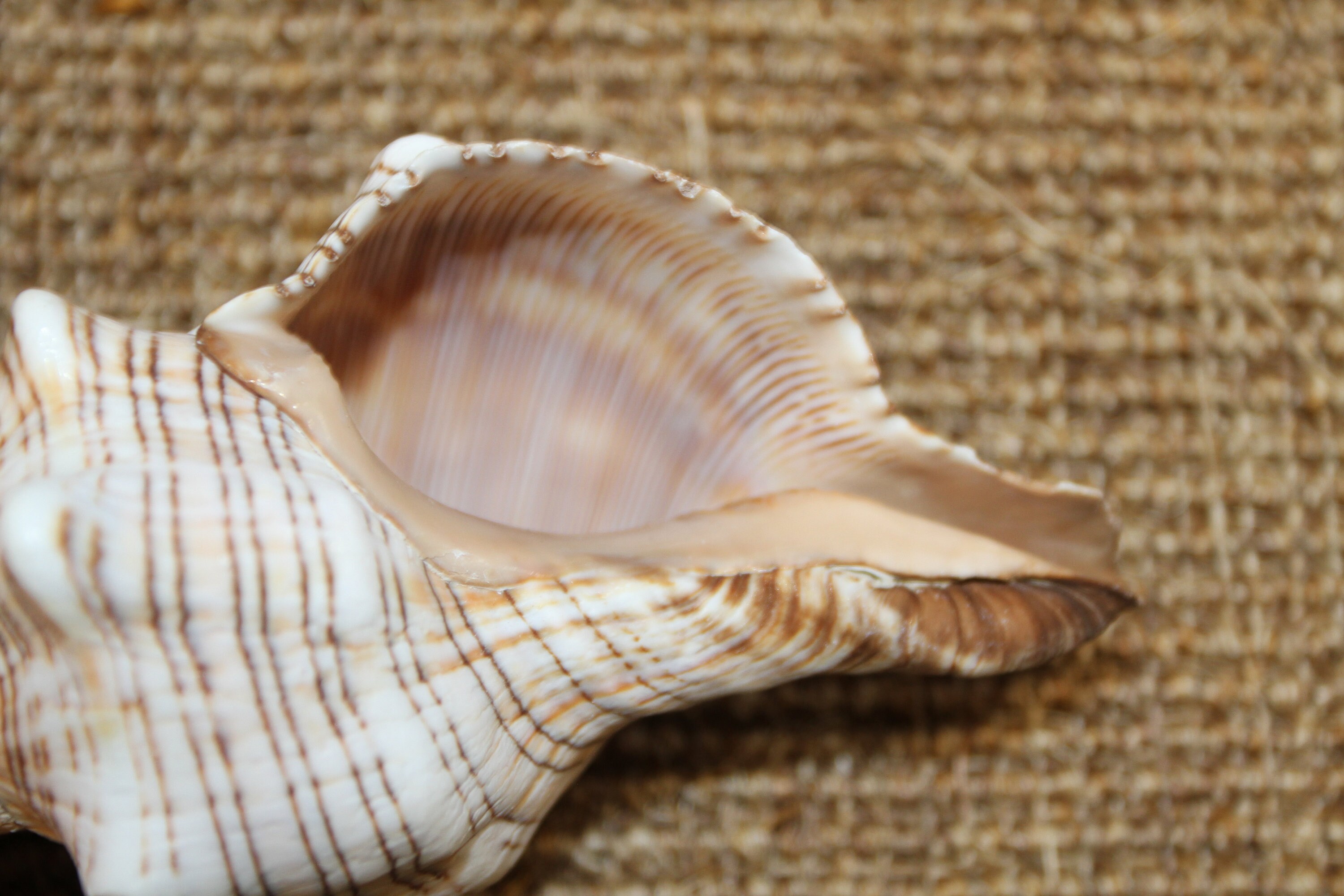 TYPE-5 'CONCH' S-size 【公式通販】 TYPE-5 'CONCH' S-size 【公式通販】