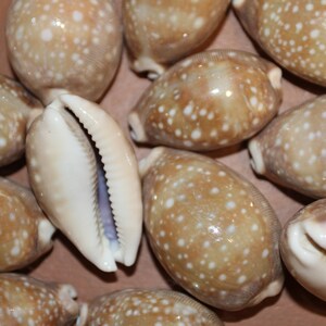 Cypraea Vitellus, Deer Cowry A shellcraft favorite for mosaics, jewelry, beach decor, wreath supplies and much more Ships Free S-301 image 7
