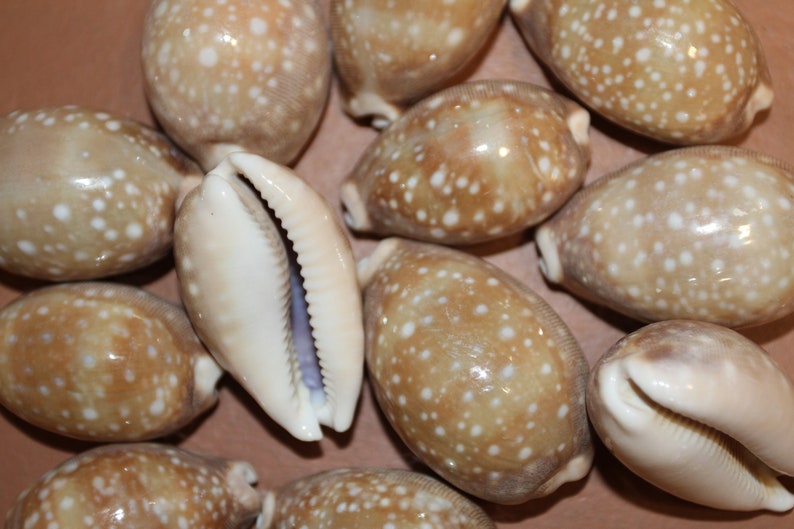 Cypraea Vitellus, Deer Cowry A shellcraft favorite for mosaics, jewelry, beach decor, wreath supplies and much more Ships Free S-301 image 7