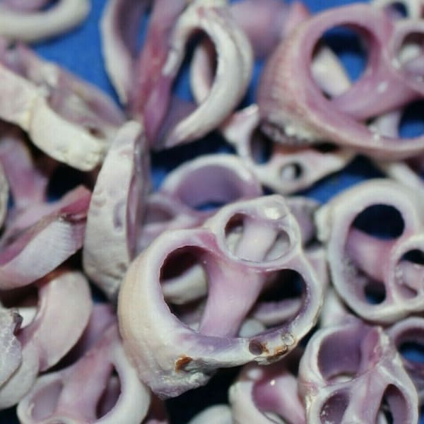 Small Sliced Seashells For Crafts, 1/2 inch to 1 inch Sizes, Purple, Cebu Center Cut, CS-13 Free Ship