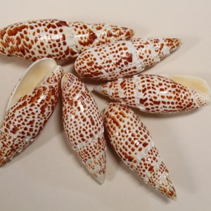 Mitra Papalis Seashells For Display Decor, 3 4 inch, SS-200 image 2