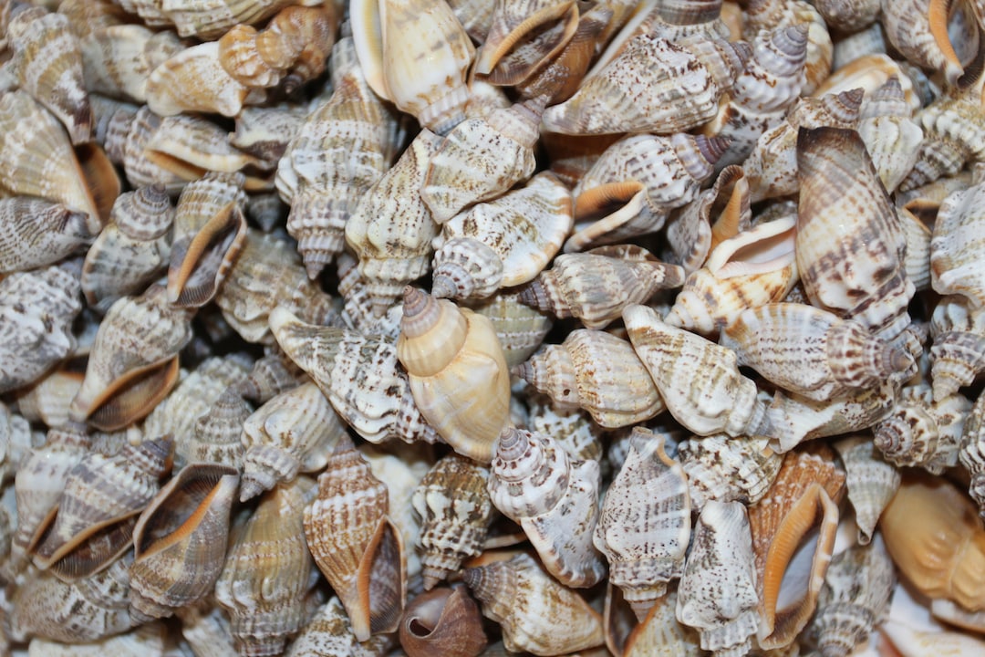 1 Lb-strombus URCEUS, Seashells, Shell Craft, Sailors Valentines ...