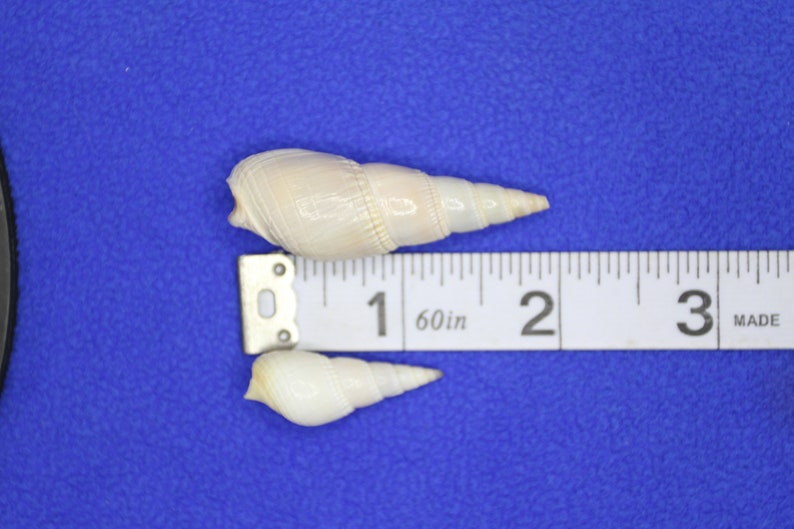 50-bullia Vittatus Seashell Are Here! Ideal for Shell Craft, Jewelry ...