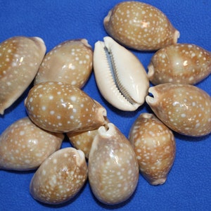 Cypraea Vitellus, Deer Cowry A shellcraft favorite for mosaics, jewelry, beach decor, wreath supplies and much more Ships Free S-301 image 9