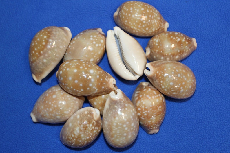 Cypraea Vitellus, Deer Cowry A shellcraft favorite for mosaics, jewelry, beach decor, wreath supplies and much more Ships Free S-301 image 9