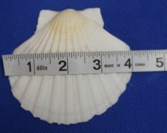 IRISH CUPS -  Seashell Ornament Supplies  | Drilled Hole 3 1/2 - 4"+,  - Handmade By Shorely Yours - SS-86 Free Ship