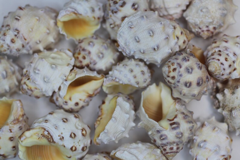 Thais Shell 20-THAIS MANCINELLA, Seashells, Beach Decor, Sailors Valentines,craft ...