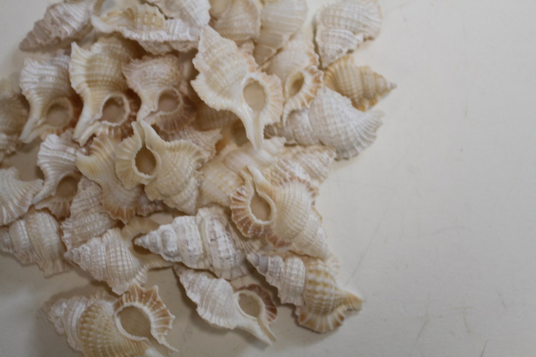Maple Shell MAPLE Leaf,white Seashells,shell Craft,sailors Valentines,mosaic Supply ...