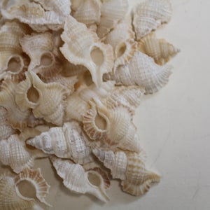 MAPLE LEAF,white seashells,shell craft,Sailors Valentines,mosaic supply,beach decor,beach weddings,all occasion gift,beach art SS-150