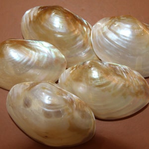 May include: Five iridescent white seashells with a pearlescent sheen. The shells are smooth and have a slightly oval shape.