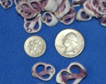 Small Size Sliced Seashells For DIY Jewelry Crafts. About 1/2 inch to 1 inch Sizes, Cebu, CS-13 Free Ship