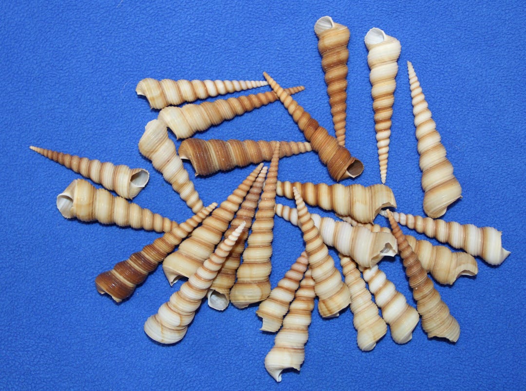 Tulia Sea Shell 25-TURITELLA Seashells,good Quality Large Spiral Shells,good Points ...
