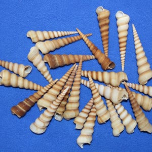 May include: An assortment of beige and brown spiral seashells on a blue background. The shells vary in size and have a conical shape, with visible ridges and openings. The shells are arranged in a scattered pattern.