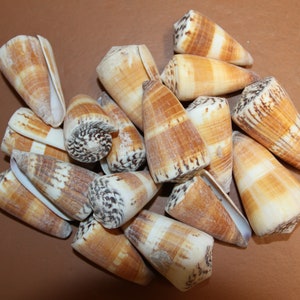 May include: A collection of cone-shaped seashells with brown and white stripes and black markings. The shells are arranged in a pile on a brown surface.