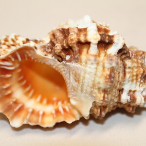 May include: A large, brown and white seashell with a textured, spiraled exterior and a smooth, orange interior.