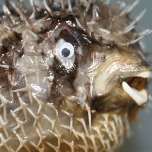 May include: Close-up of a brown and white pufferfish with its mouth open, revealing sharp white teeth. The fish has a large, white eye with a black pupil.