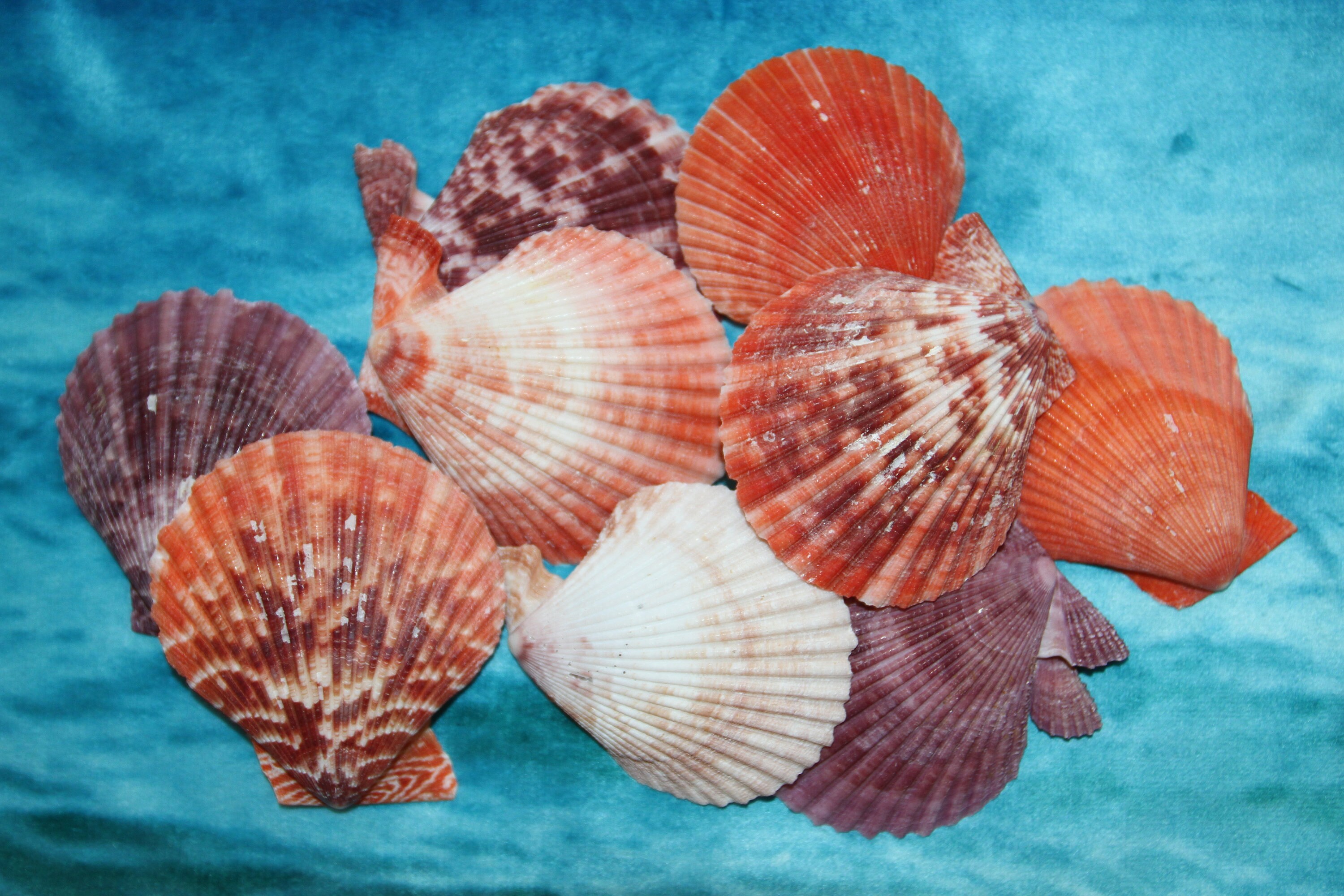 Natural Pen Shell Polished / 2 Sizes / Seashell Dish / Pinnidae Noblis /  Fan Shape Shell / Polished Giant Mussel / Shell Supply 