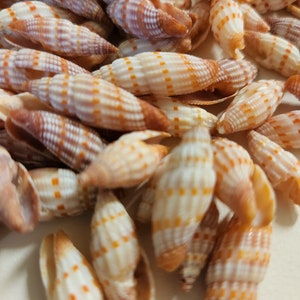 Mitra Seashells For Sale 1/2 inch to 1 1/4 inch, 1st quality SS-191