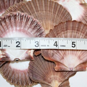 May include: A group of six scallop shells, ranging in size from 1 to 3 inches, with a pink and brown color scheme. The shells are arranged in a pile, with a measuring tape placed on top.