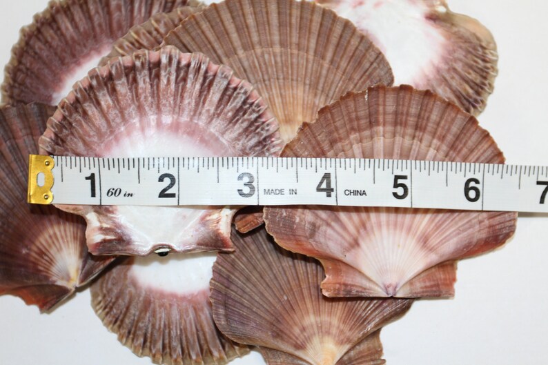 May include: A group of six scallop shells, ranging in size from 1 to 3 inches, with a pink and brown color scheme. The shells are arranged in a pile, with a measuring tape placed on top.