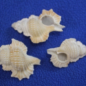 MAPLE LEAF,white seashells,jewelry supply, Sailors Valentines,shell craft flowers,beach decor,beach weddings, gift,beach art SS-150