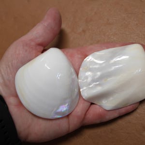 May include: Two white seashells with iridescent highlights are held in a hand. One shell is rounded, the other is flatter. The shells have a smooth, glossy texture and are likely from the ocean.