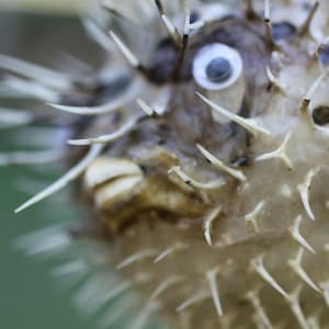 Preserved Porcupine Fish , 4 - 6 inch sizes, Sea Life, Nautical, Coral Reef, Beach Decor Free Ship
