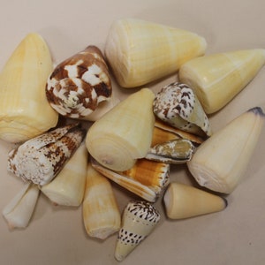 May include: A collection of seashells in various shapes and sizes. The shells are mostly white and cream colored, with some brown and black markings. Some of the shells are cone-shaped, while others are more rounded.