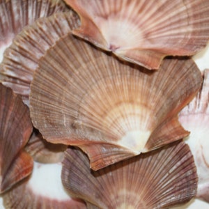 May include: A collection of scallop shells in various shades of brown and pink. The shells are arranged in a random pattern, with some overlapping. The shells have a natural, organic texture.