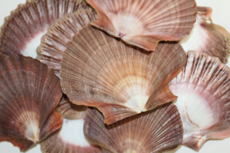May include: A collection of scallop shells in various shades of brown and pink. The shells are arranged in a random pattern, with some overlapping. The shells have a natural, organic texture.
