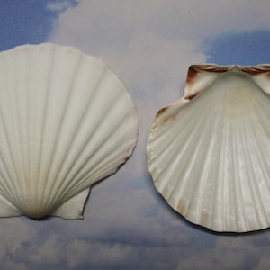 May include: Two white scallop shells with ribbed textures are displayed against a blue and white background. The shells have a fan-like shape, with one shell open and the other closed. The edges of the shells have a light brown hue.