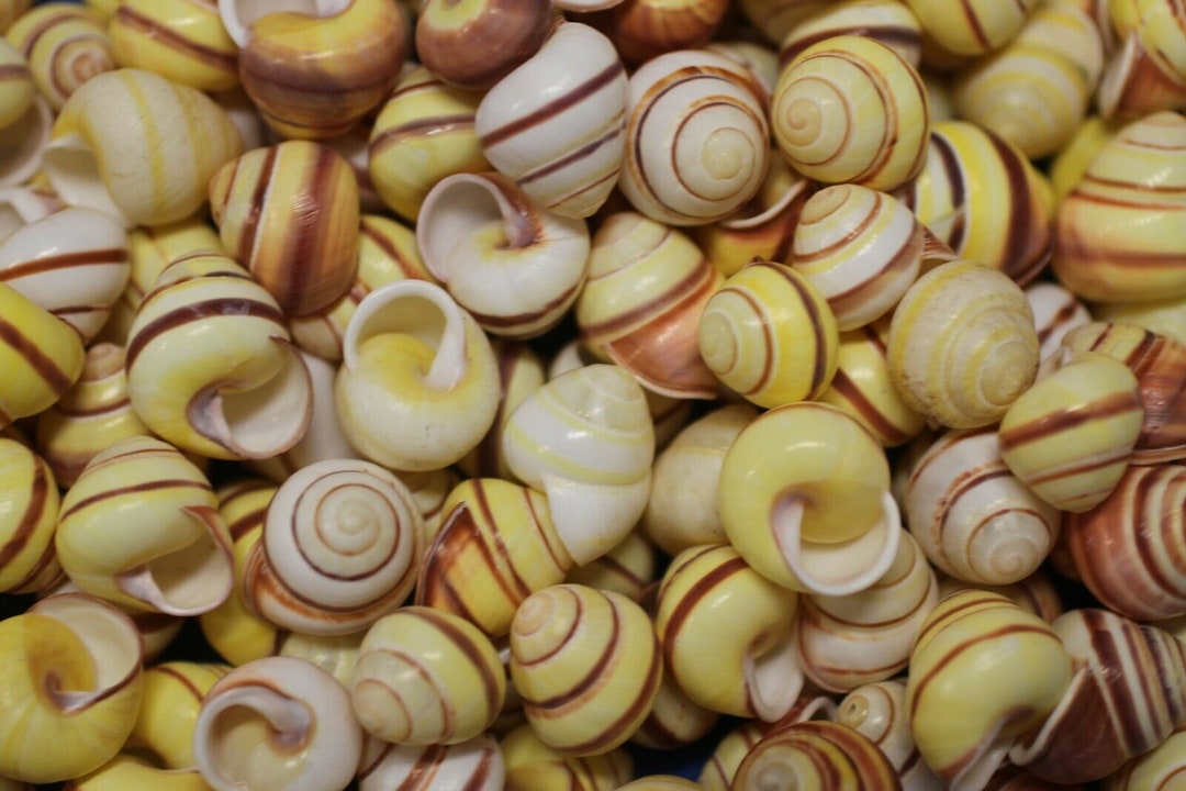Shell Less Yellow Snails 50- 1st Quality Striped Yellow Land Snail Shells for Seashell Crafts SS ...