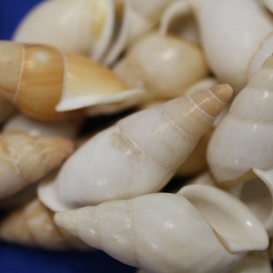 LAND SNAILS, tan and white, 1-2&quot;+ long and great for Sailors Valentines, glass stuffers, resin art supplies, weddings, beach decor  SS-109