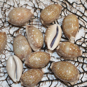 Cypraea Vitellus, Deer Cowry A shellcraft favorite for mosaics, jewelry, beach decor, wreath supplies and much more Ships Free S-301 image 5