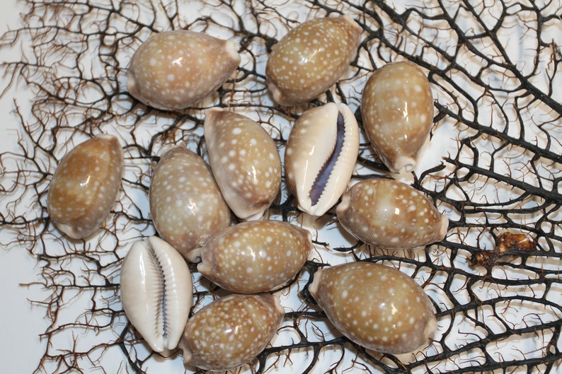 Cypraea Vitellus, Deer Cowry A shellcraft favorite for mosaics, jewelry, beach decor, wreath supplies and much more Ships Free S-301 image 5