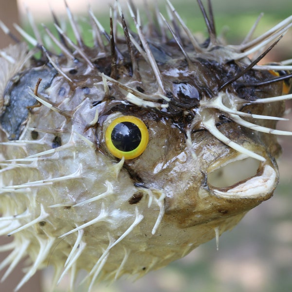 Porcupine Fish with realistic eyes!  9"-10" taxidermy fish, Great gift, teacher's aid and more! Ships Free! BH-PE10