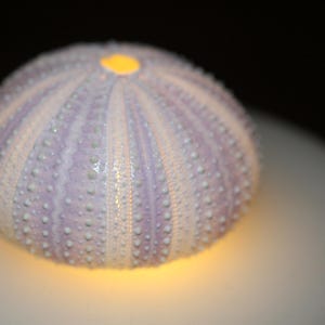 May include: A sea urchin shell with a light purple and white striped pattern. The shell is round with small bumps and a yellow center. The shell is sitting on a white surface with a yellow glow.