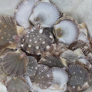 PYXIDATUS, A small flat sea shell used in beach decor, shell crafting projects and gift giving ideas! Free Shipping!  SS-270