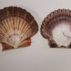 May include: Two scallop shells, one with a brown and white pattern and the other with a purple and white pattern.