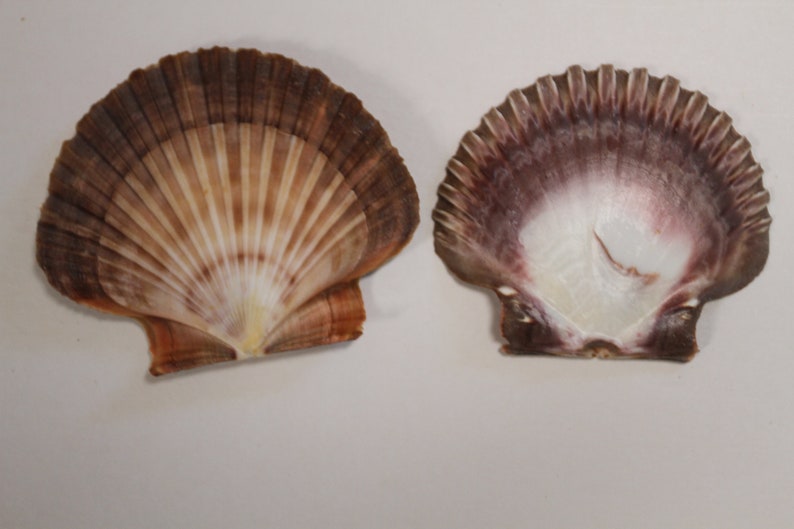 May include: Two scallop shells, one with a brown and white pattern and the other with a purple and white pattern.
